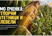 Научници предупредуваат на отпорни штетници и плевели поврзани со одгледувањето ГМО пченка