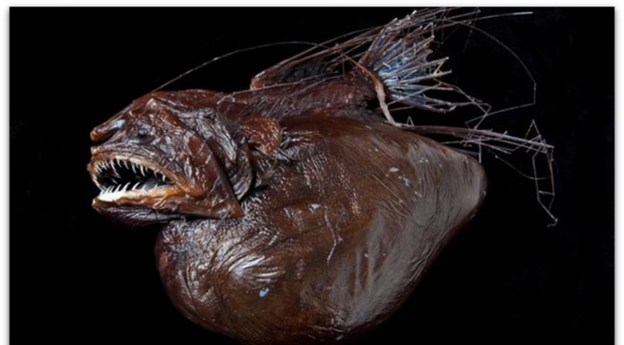 Земјата има 8,7 милиони живи видови