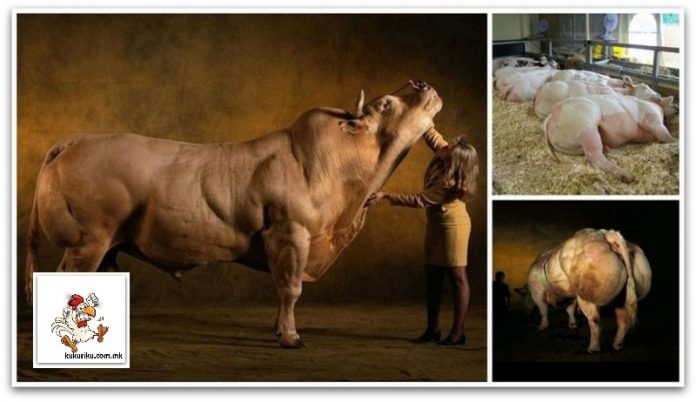 Со селективното одгледување на дефектни гени