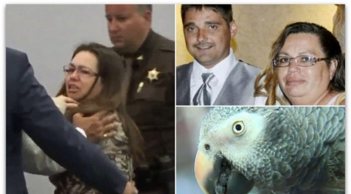 Папагал, сведок на убиство во САД, ги повторува зборовите „не пукај“
