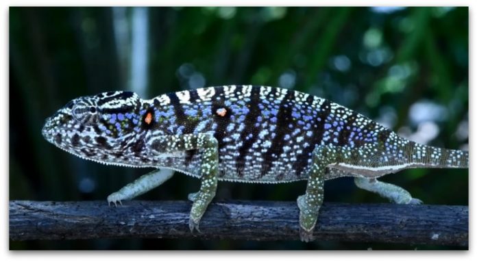 По повеќе од 100 години повторно откриен Voeltzkow's-Chameleon