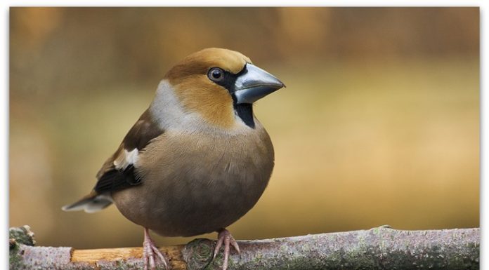 Пронајдена двополна птица | Видео