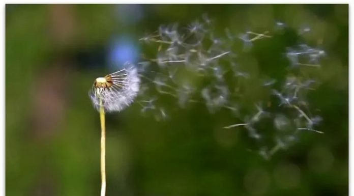 Есенските деца се почувствителни на алергии