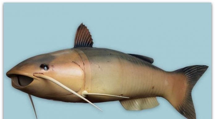 Шпионски гаџет | Роботска риба “Чарли” | Видео