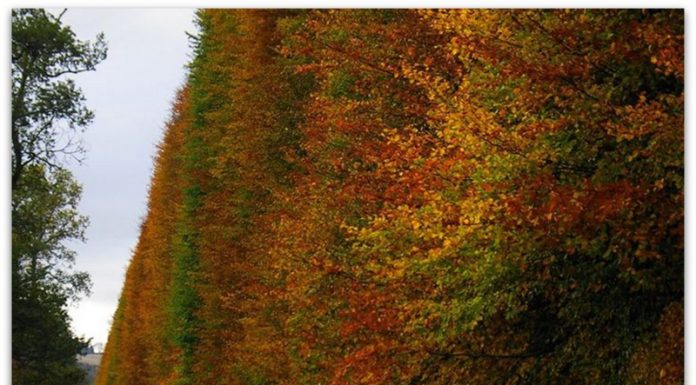 Meikleour Beech Hedges | Најголемата жива ограда во светот