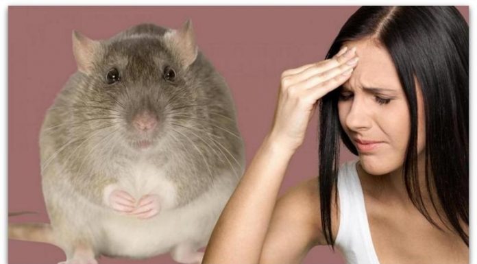 Откриени случаи на треска Lassa во Англија | Тоа е редок вирус сличен на ебола, a се шири преку измет од стаорци