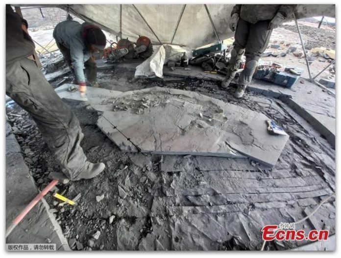 Фосил на Ichthyosaurus со недопрени ембриони извлечен од глечерот Tyndall во Чиле (4)