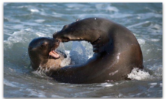 Опасниот невротоксин предизвикува овие морски суштества да ги напаѓаат луѓето