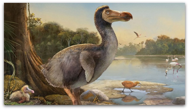 Dodo се враќа дома | Погледнете како ќе ја вратиме во живот легендарната птица | Видео