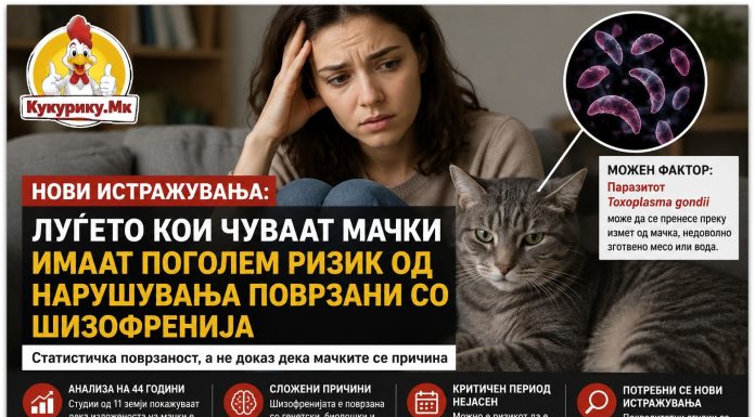 Луѓето кои чуваат мачки имаат поголем ризик од нарушувања поврзани со шизофренија, покажува анализа