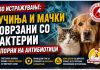 Ново истражување ! Кучињата и мачките можеби имаат улога во ширењето на бактерии отпорни на антибиотици