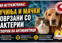 Ново истражување ! Кучињата и мачките можеби имаат улога во ширењето на бактерии отпорни на антибиотици