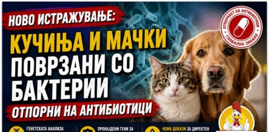 Ново истражување ! Кучињата и мачките можеби имаат улога во ширењето на бактерии отпорни на антибиотици