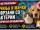 Ново истражување ! Кучињата и мачките можеби имаат улога во ширењето на бактерии отпорни на антибиотици