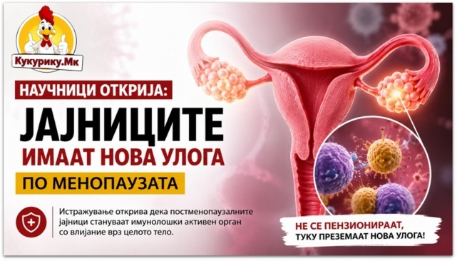 Научници открија неочекувана улога на јајниците по менопаузата