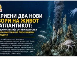 Откриени два нови извори на живот во Атлантикот ! Научниците снимија ретки суштества какви што никогаш не биле видени во природата