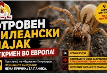 Отровен чилеански пајак откриен во Европа ! Научниците смируваат – нема причина за паника