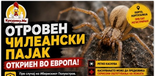 Отровен чилеански пајак откриен во Европа ! Научниците смируваат – нема причина за паника