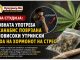 Нова студија ! Редовната употреба на канабис поврзана со повисоки утрински нивоа на хормонот на стрес