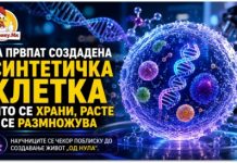 За првпат создадена синтетичка клетка што се храни, расте и се размножува ! „Дали е жива? Можеби“