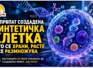 За првпат создадена синтетичка клетка што се храни, расте и се размножува ! „Дали е жива? Можеби“