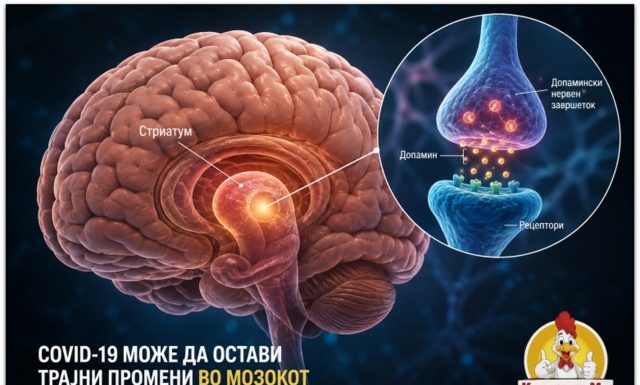 COVID-19 може да остави трајни промени во допаминскиот систем на мозокот