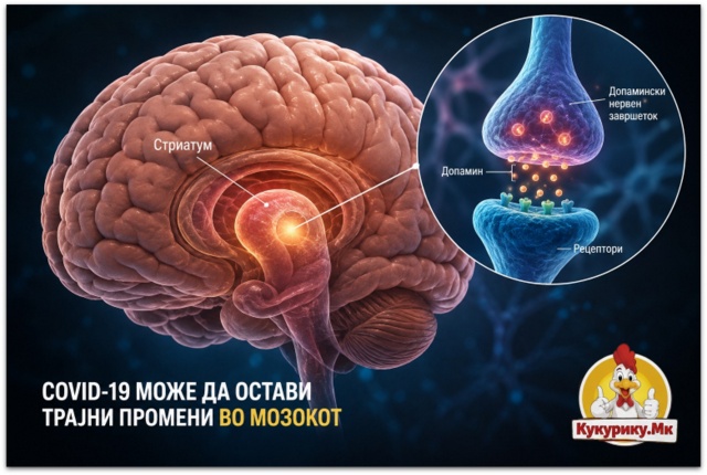 COVID-19 може да остави трајни промени во допаминскиот систем на мозокот