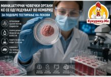 МИНИЈАТУРНИ ЧОВЕЧКИ СРЦА, МОЗОЦИ И ТУМОРИ ЌЕ СЕ ОДГЛЕДУВААТ ВО КЕМБРИЏ ! НОВ НАЧИН ЗА ТЕСТИРАЊЕ ЛЕКОВИ