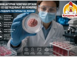 МИНИЈАТУРНИ ЧОВЕЧКИ СРЦА, МОЗОЦИ И ТУМОРИ ЌЕ СЕ ОДГЛЕДУВААТ ВО КЕМБРИЏ ! НОВ НАЧИН ЗА ТЕСТИРАЊЕ ЛЕКОВИ