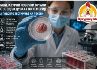 МИНИЈАТУРНИ ЧОВЕЧКИ СРЦА, МОЗОЦИ И ТУМОРИ ЌЕ СЕ ОДГЛЕДУВААТ ВО КЕМБРИЏ ! НОВ НАЧИН ЗА ТЕСТИРАЊЕ ЛЕКОВИ