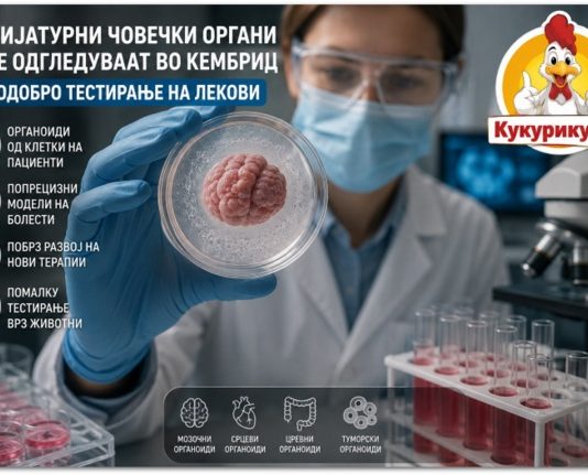 МИНИЈАТУРНИ ЧОВЕЧКИ СРЦА, МОЗОЦИ И ТУМОРИ ЌЕ СЕ ОДГЛЕДУВААТ ВО КЕМБРИЏ ! НОВ НАЧИН ЗА ТЕСТИРАЊЕ ЛЕКОВИ