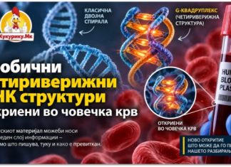 ДНК не е секогаш двојна спирала ! Во човечка крв откриени необични четириверижни структури