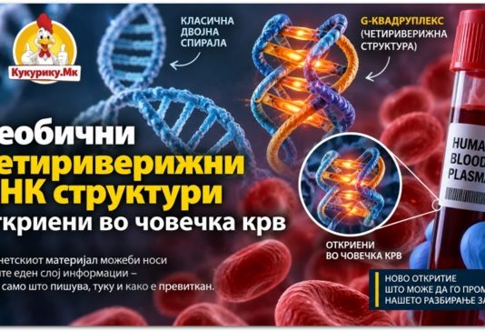 ДНК не е секогаш двојна спирала ! Во човечка крв откриени необични четириверижни структури