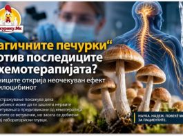 „Магичните печурки“ против последиците од хемотерапијата ? Научниците открија неочекуван ефект на псилоцибинот