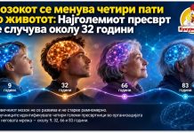 Мозокот се менува четири пати во животот ! Најголемиот пресврт се случува околу 32 години