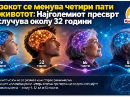 Мозокот се менува четири пати во животот ! Најголемиот пресврт се случува околу 32 години