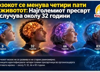 Мозокот се менува четири пати во животот ! Најголемиот пресврт се случува околу 32 години