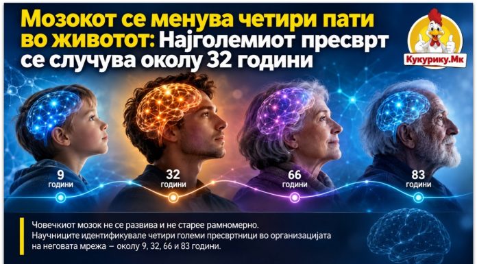 Мозокот се менува четири пати во животот ! Најголемиот пресврт се случува околу 32 години