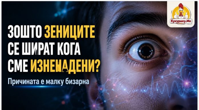 Зошто ни се шират зениците кога сме изненадени ? Научниците откриваат што се случува во мозокот