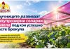 Научниците развиваат полупроѕирни соларни панели под кои успешно расте брокула