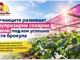 Научниците развиваат полупроѕирни соларни панели под кои успешно расте брокула