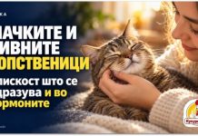 Врската меѓу мачките и сопствениците се одразува и во хормоните, покажува студија